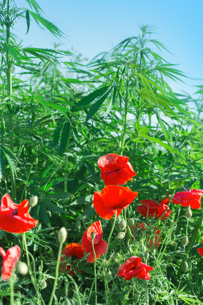 Cannabis + Poppies