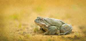 Sonoran desert toad