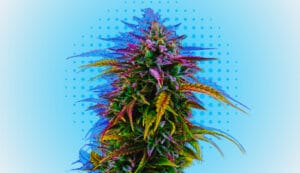 Is cannabis a psychedelic?
