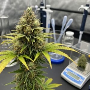 We need to research Cannabis