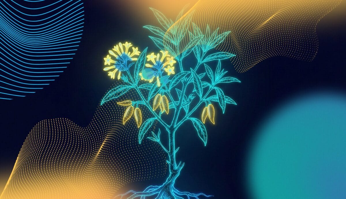 Psychedelics Today - Ibogaine Safety after an incident