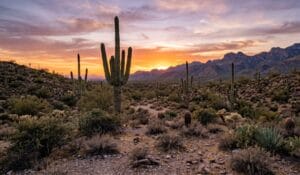 Sonoran Desert Sunset - Gemini_Generated_Image