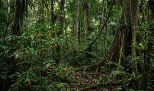 Gabonese Jungle Landscape - Generated by Gemini
